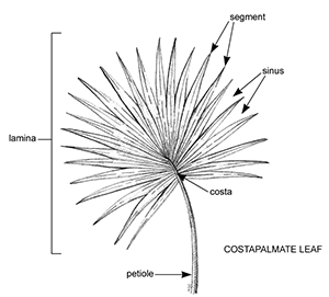 black and white line drawing of a fan-shaped costaplamate leaf