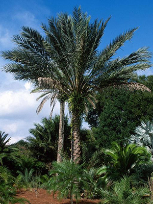 A very tall palm tree