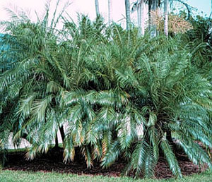 Pygmy date palms