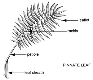 black and white line drawing of a feathery pinnate leaf