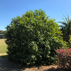 Large, rounded green shrub on a sunny day