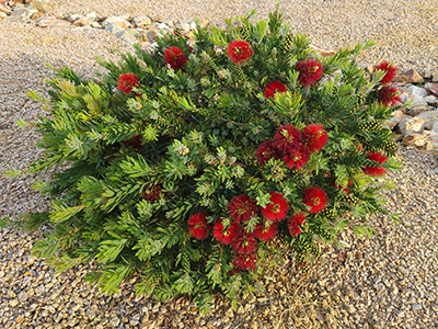A small mounded shrub with delicate foliage and bright red bristly flowers that resembled bottle brushes