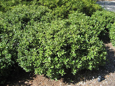 small shrubs with tiny green leaves