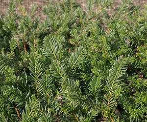 Evergreen, needle-like foliage
