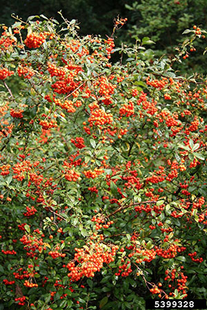 Firethorn shrub full of red berries