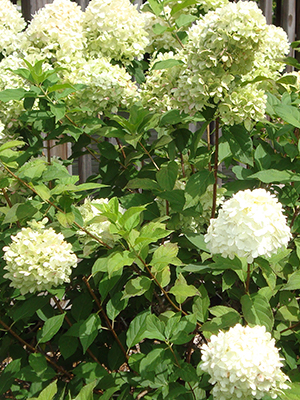 Green shrub with clusters of very pale green flowers