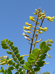 Sparse spike of yellow flowers against a blue sky