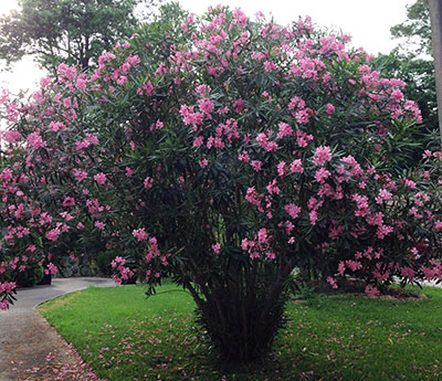 Pink oleander