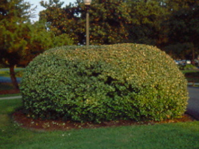 silverthorn shrub neatly shaped