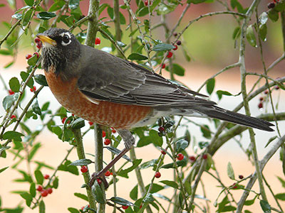 American robin in weeping holly tree