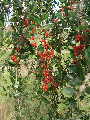 Red berries of the weeping yaupon holly