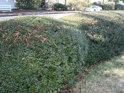 Dwarf yaupon holly hedge