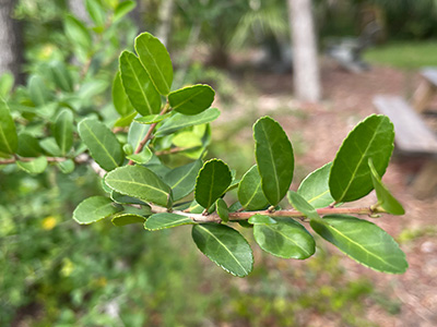 Branch of yaupon hollt with small green oval leaves
