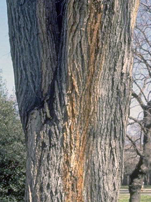 Closeup of tree with two dominant trunks, forming a V shape