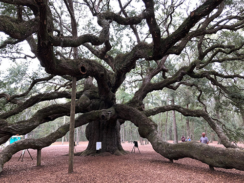 A wildly huge oak tree with many winding branches, some of which touch the ground and others are supported by posts placed under them.