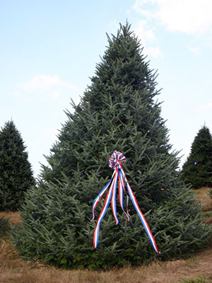 A fir tree