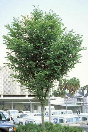 Small tree in parking lot