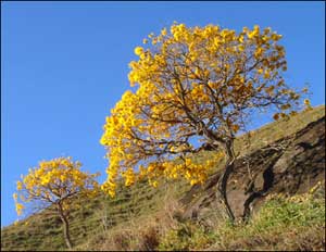 Two golden trumpet trees on a hillside