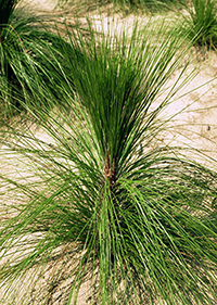 Small pine tree resembles a grassy plant