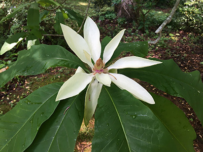 Unusual magnolia with long thin white petals and huge long leaves
