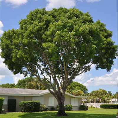 Large tree with rounded canopy that grows high over a suburban house.