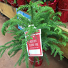 Small potted evergreen with large gift tag