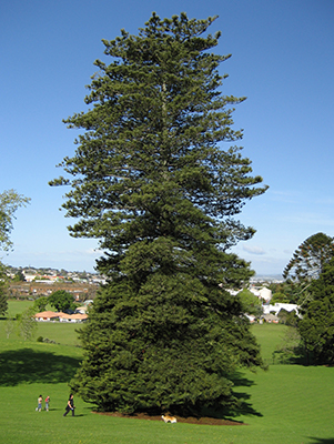 A mature Norfolk pine in New Zealand that's so big it makes the people next to it look like ants