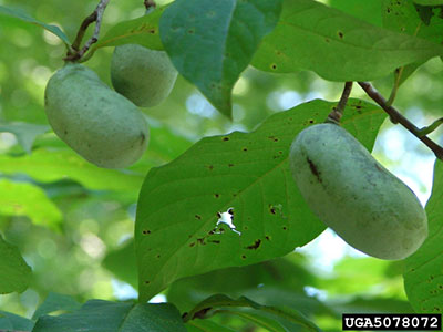 Pawpaw Tree University Of Florida Insute Food And Pawpaw Fruit And Foliage