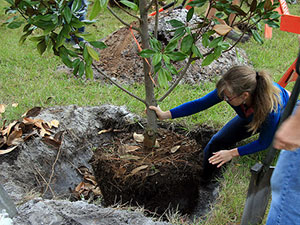 Kim planting a young magnolia tree