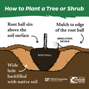 An illustration showing how the rootball of the planted tree should be slightly elevated about the soil line