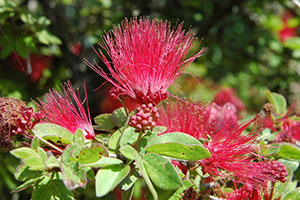 Powderpuff flowers