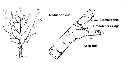 Pruning illustration