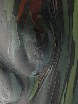 Colorful bark of the rainbow eucalyptus