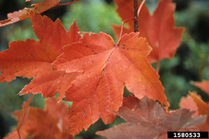 The orange-red leaf of a red maple tree
