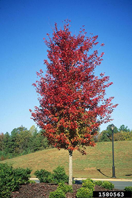 A small tree with red leaves against a blue sky