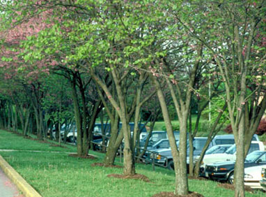 A row of redbud trees