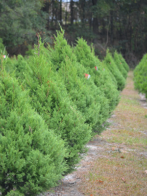 A row of red cedars at Unicorn Hill Christmas tree farm in Gainesville