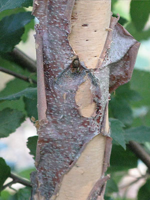 River birch bark