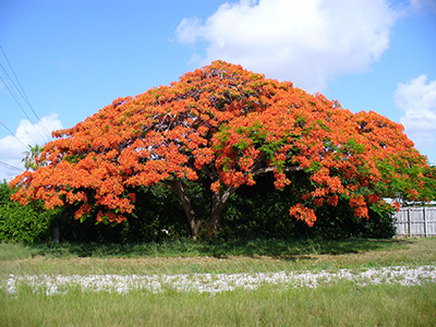 Royal poinciana tree in full bloom