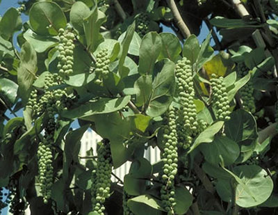 Sea grape tree