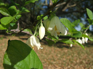 White flowers of the silverbell