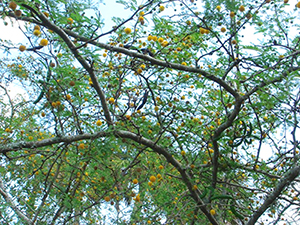 The view of sweet acacia branches and round puffball flowers as seen from under the canopy