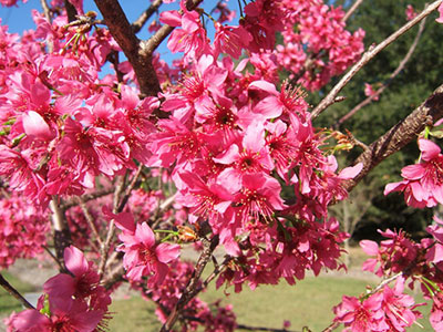 Taiwan cherry covered in hot pink flowers