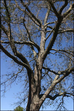 Live oak tree with many branches
