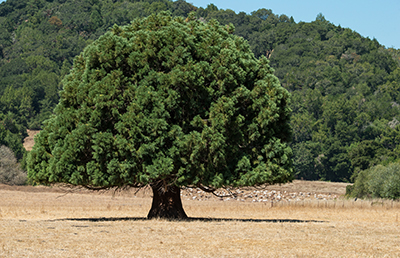 A large tree in drought-stricken grassland in California, 2015. USDA photo by Lance Cheung.