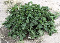 Arugula