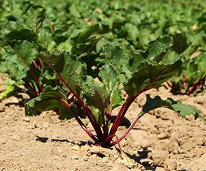 Beet plants growing in a field, one is close enought to see the green leaves and red stems