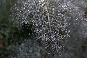 A leafless tender branch of fennel with a droplet of rain or dew clinging to the end of each tip; it looks like a a collection of water droplets shaped like a leaf
