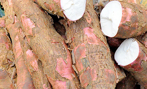 Long sweet potato-like tubers some cut open to reveal stark white flesh