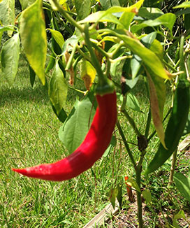 Hot pepper